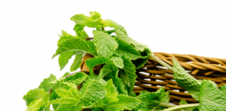 health benefits of mint leaves