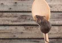 get rid of mice