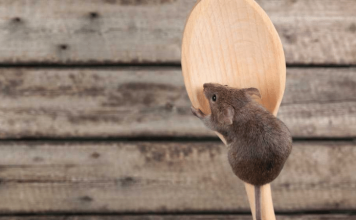 get rid of mice