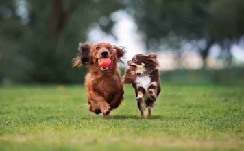 having two dogs