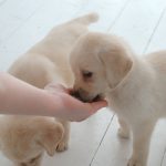 best treats for puppies