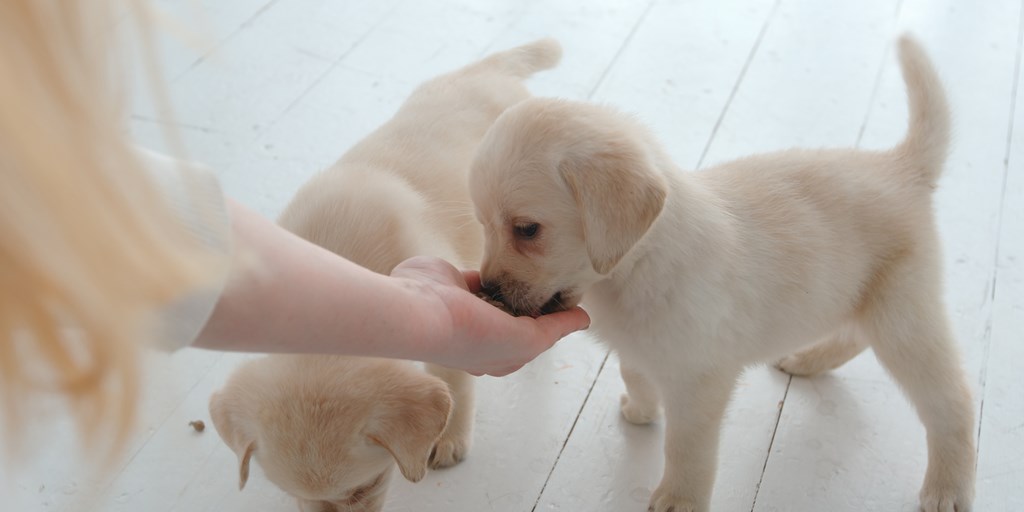 best treats for puppies