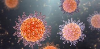 virus vs bacteria