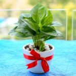 plant gift