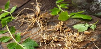 valerian root for insomnia