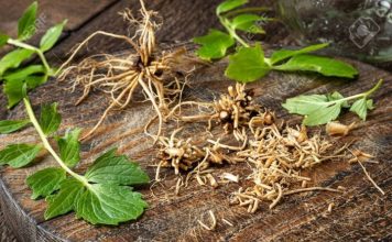 valerian root for insomnia