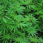 therapeutic cannabis