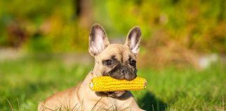 can dogs eat corn