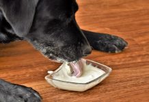 can dogs eat yogurt