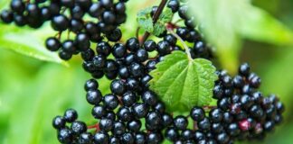 elderberry for kids